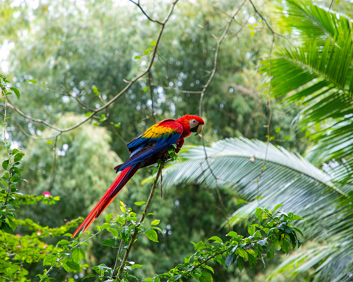 Bird Watching – Puerto Viejo Tour