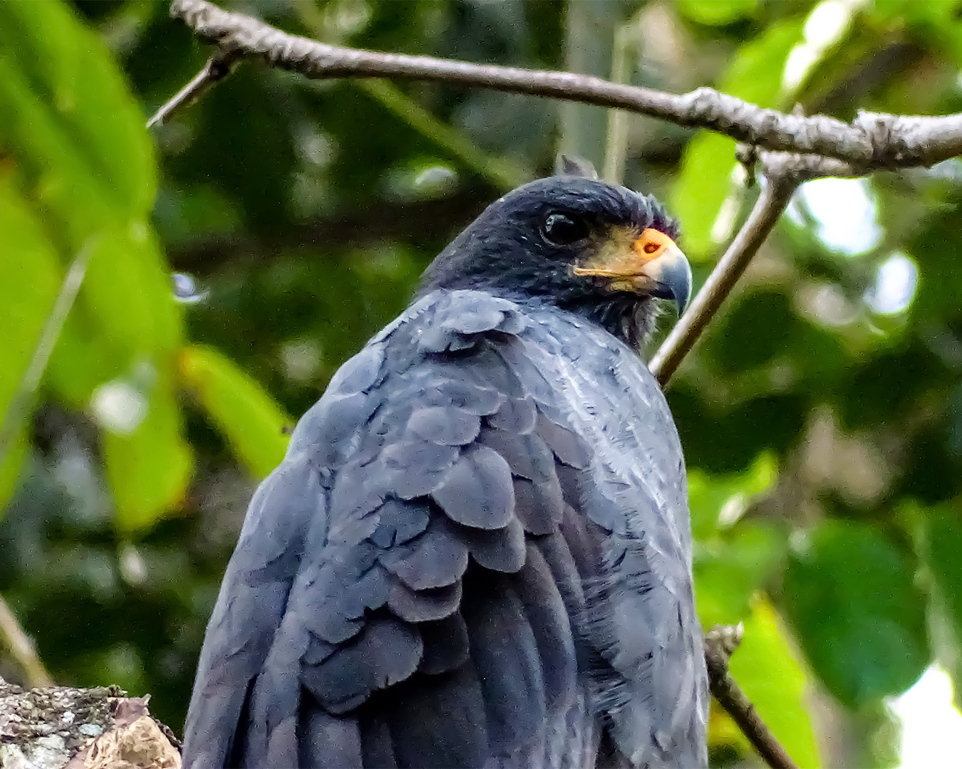 Bird Watching – Puerto Viejo Tour